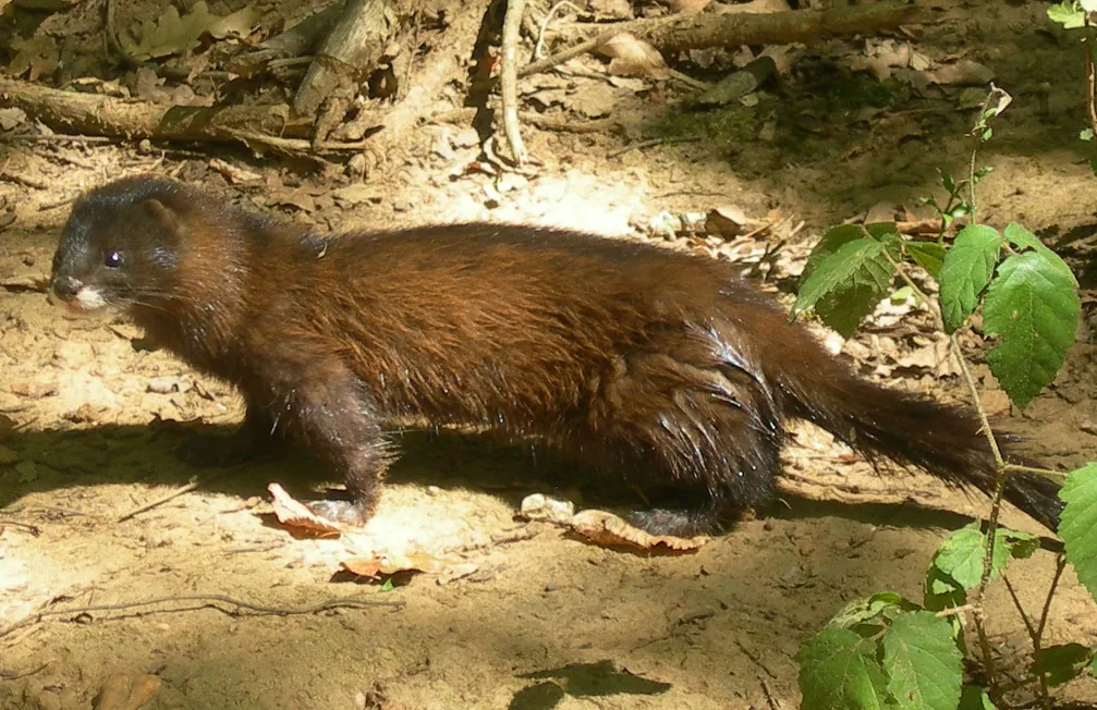 Réserve Zoologique de Calviac