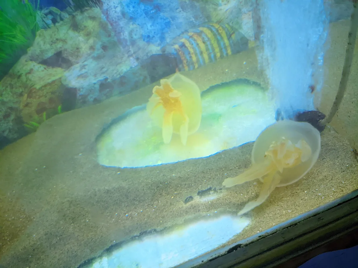 Radiant Fish World