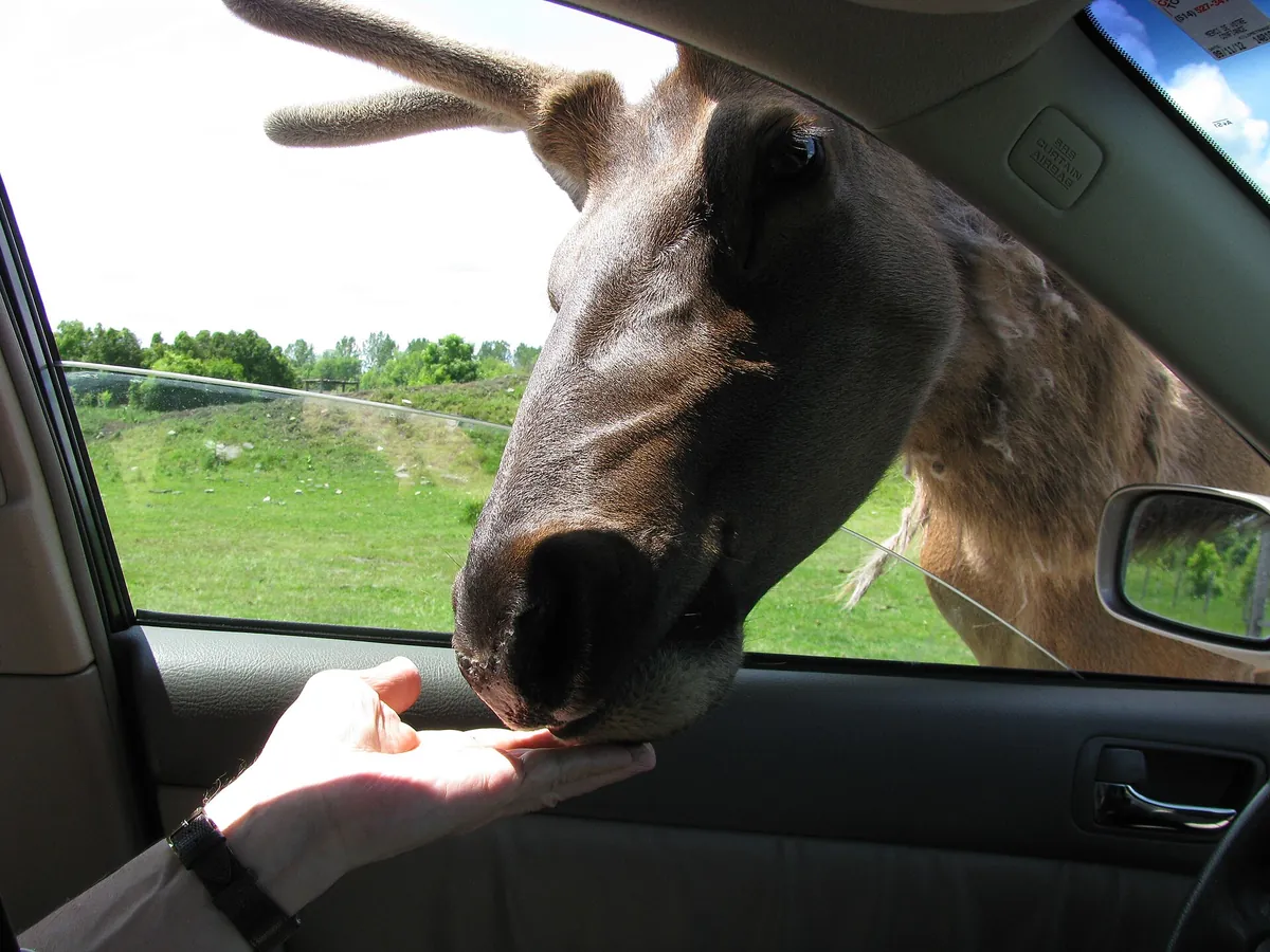 Parc Safari