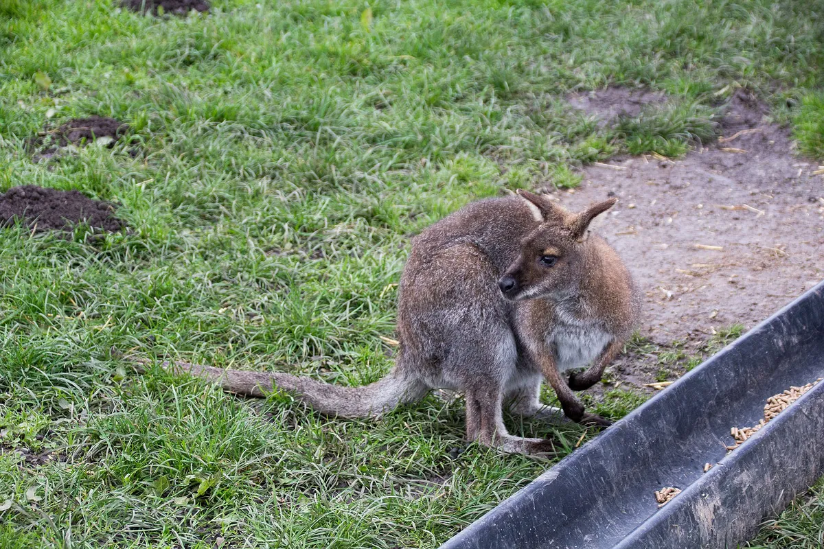 Peak Wildlife Park