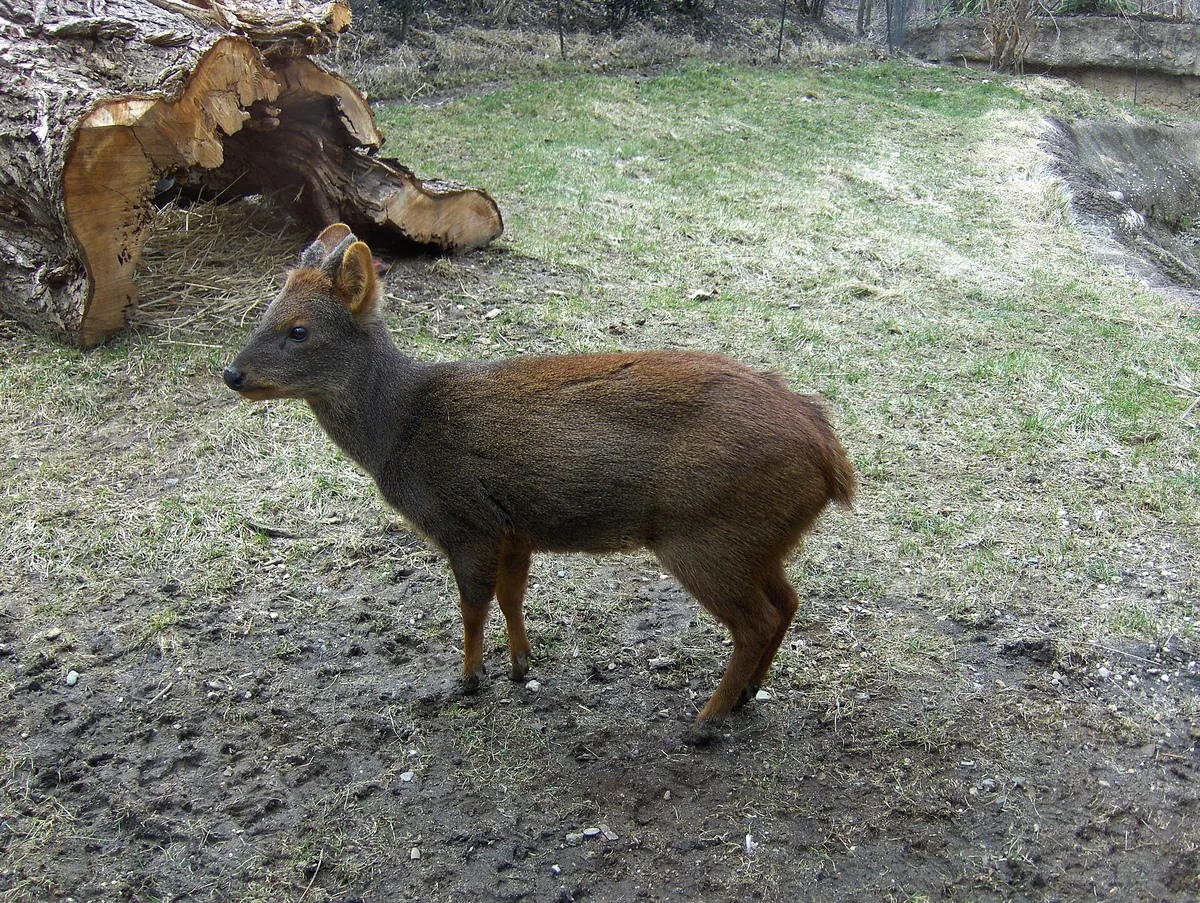 Queens Zoo