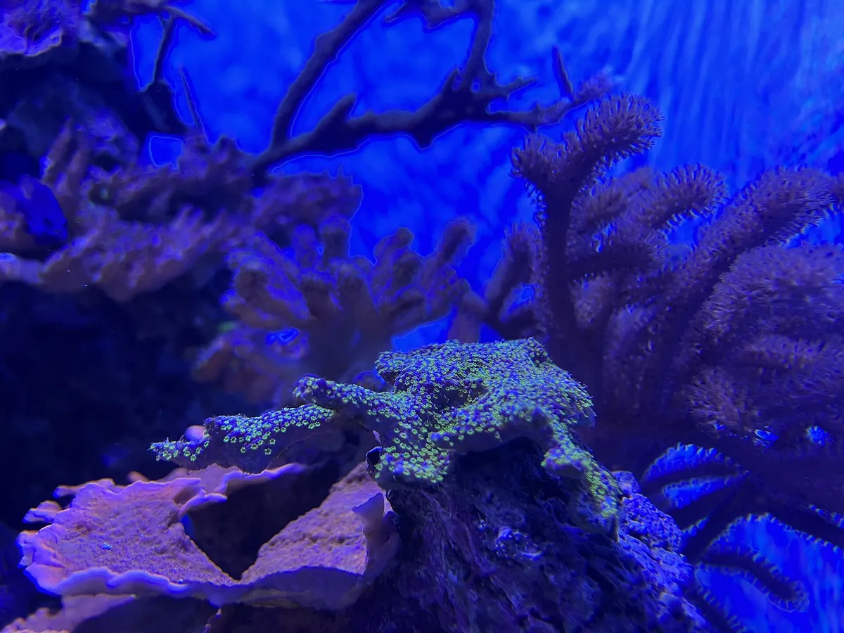 Steinhart Aquarium