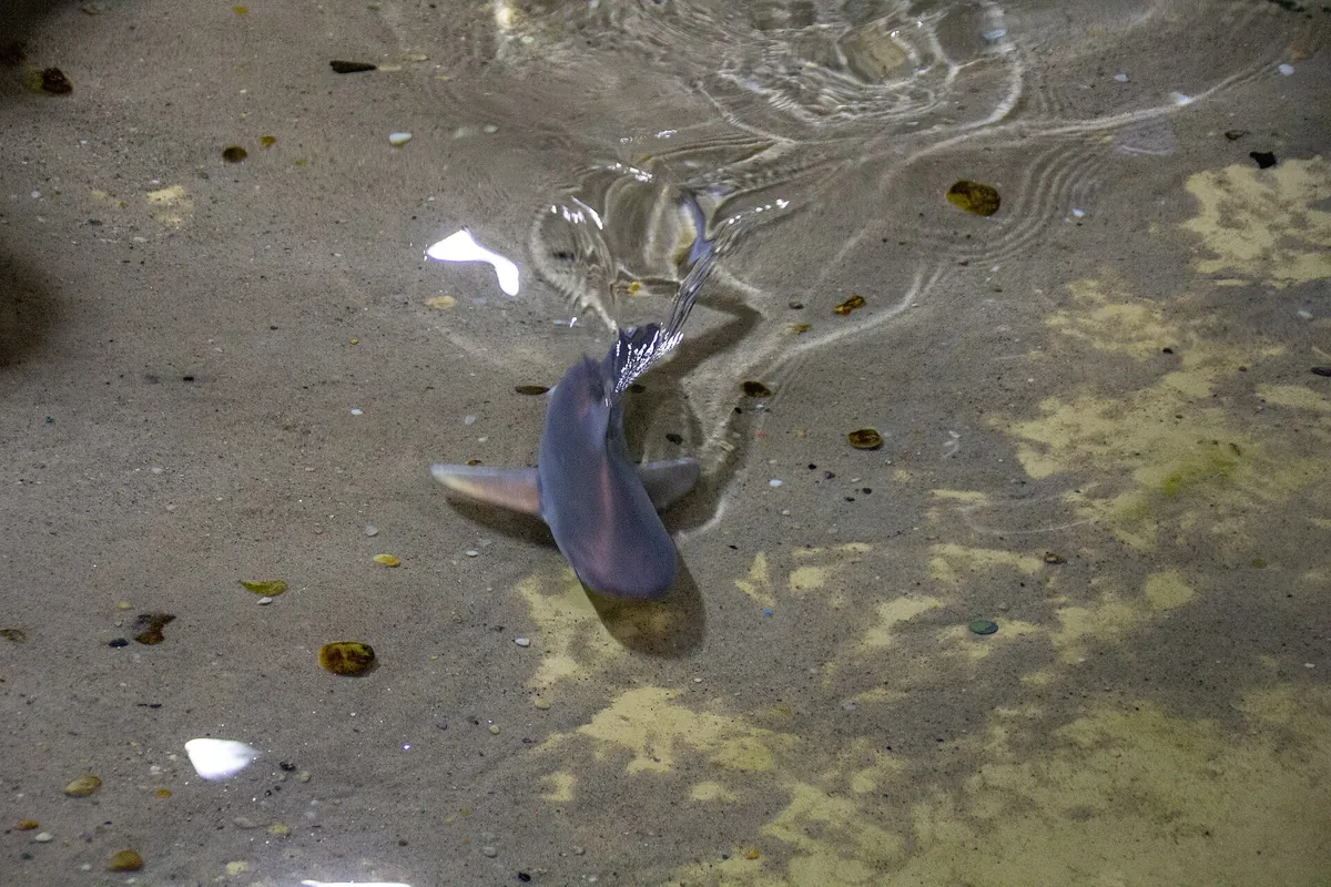 Long Island Aquarium and Exhibition Center
