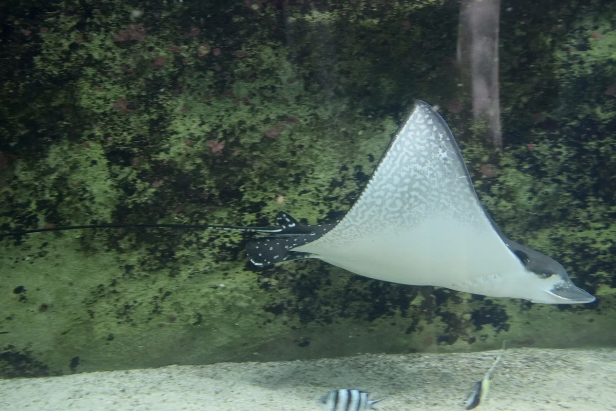 Sea Life Sydney Aquarium