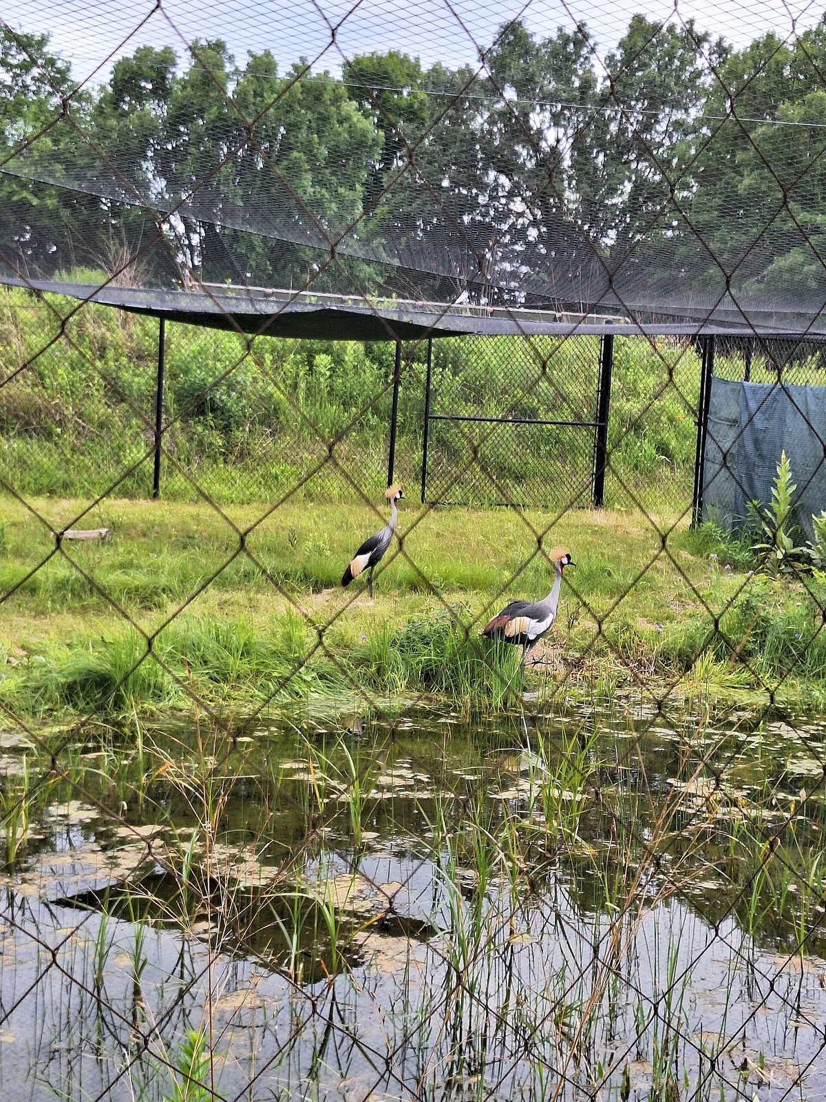 International Crane Foundation