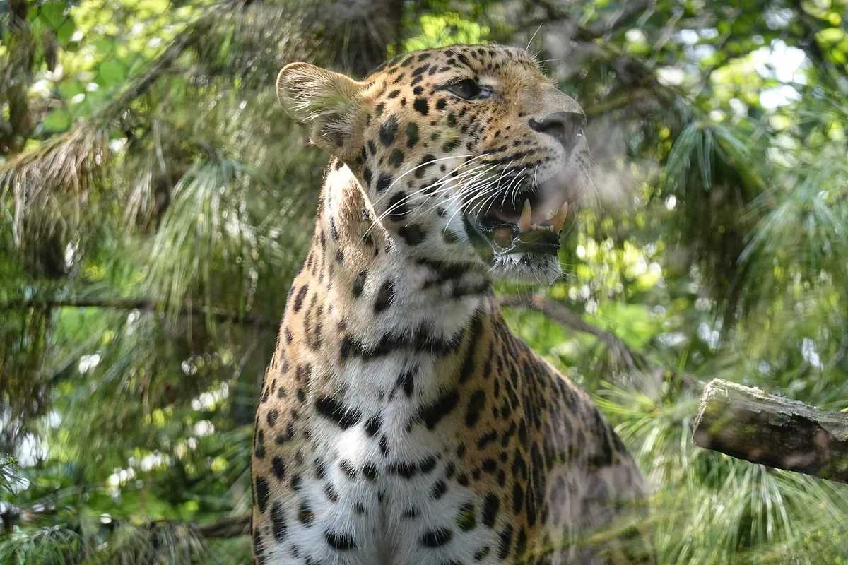 Nanjing Hongshan Forest Zoo