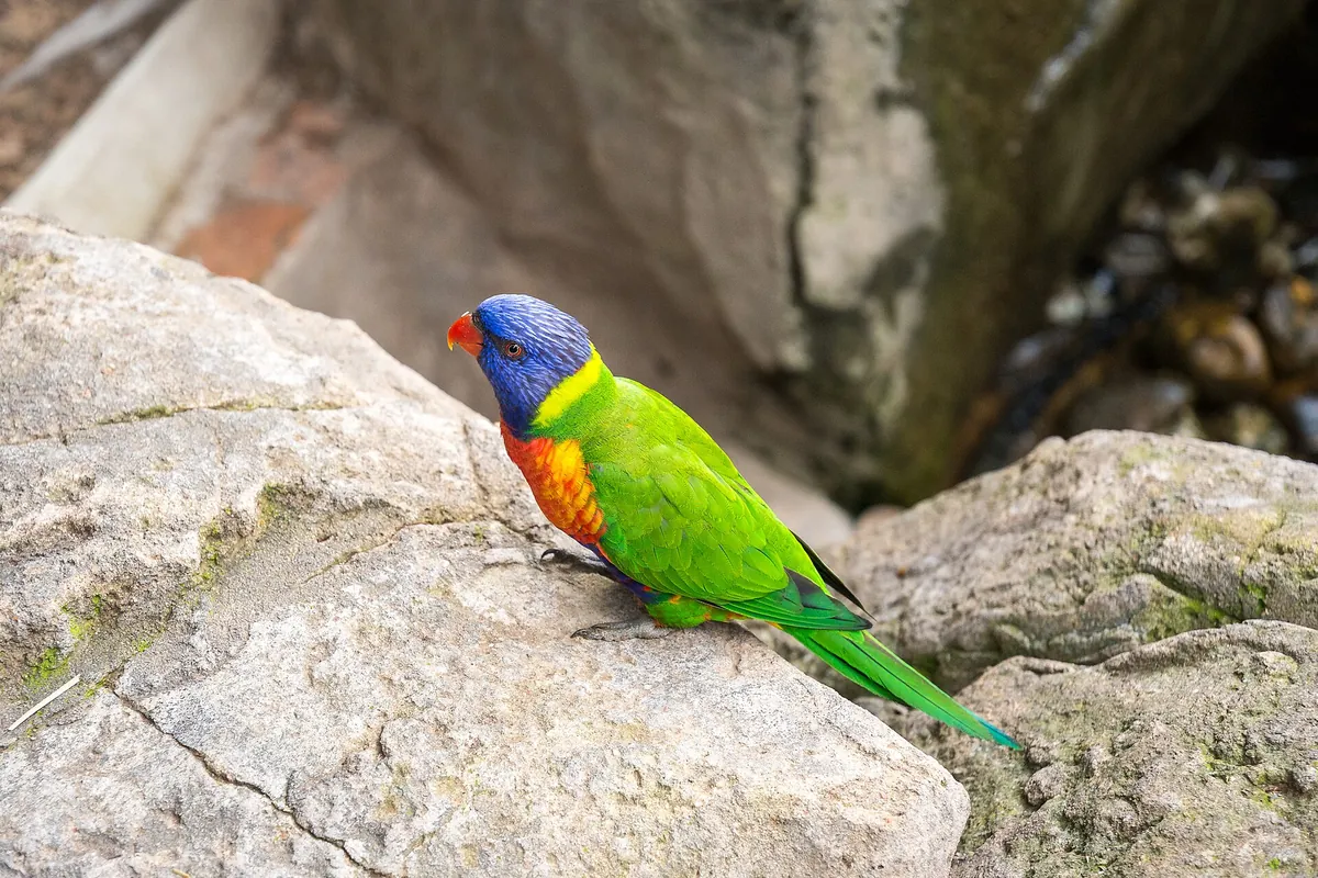 Cango Wildlife