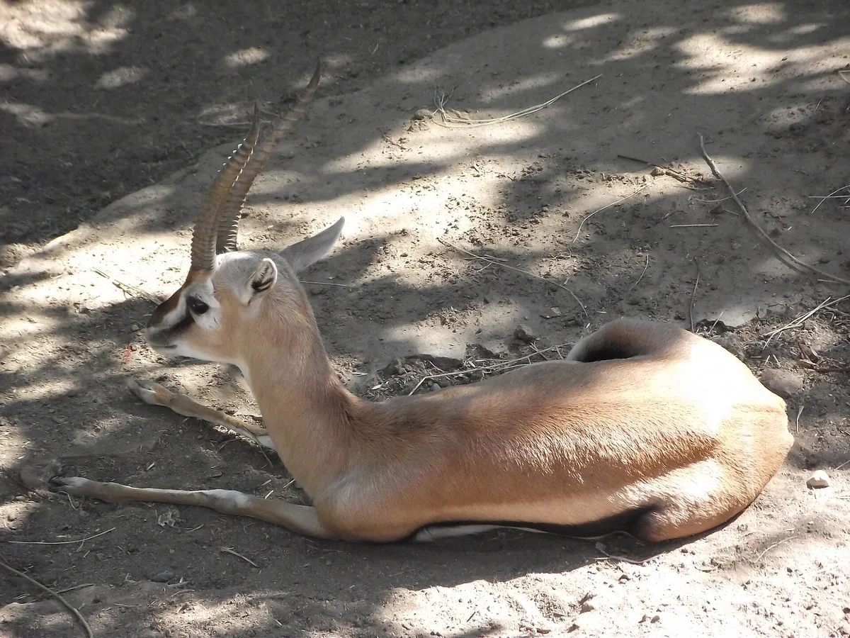 Zoológico de Quilpué