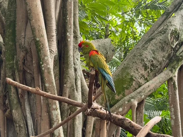 Palm Beach Zoo