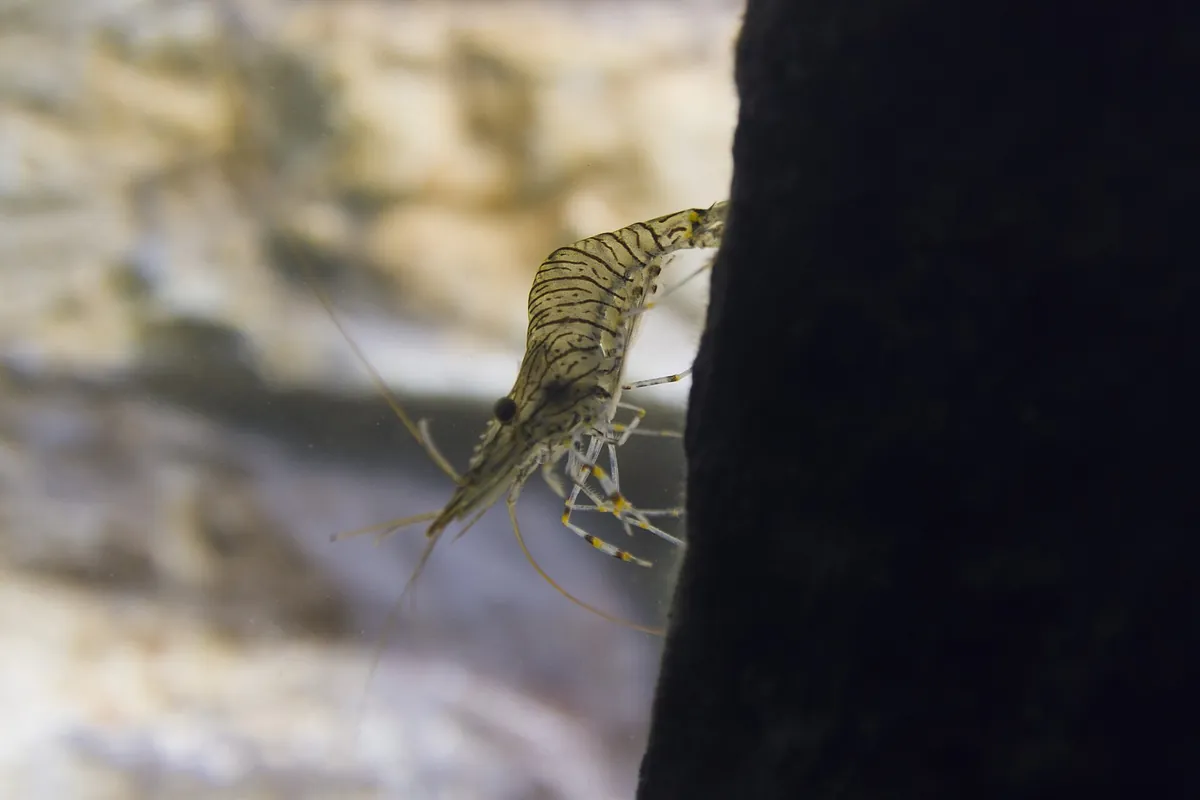 Galway Atlantaquaria