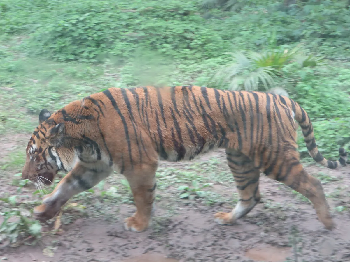 Chongqing Zoo