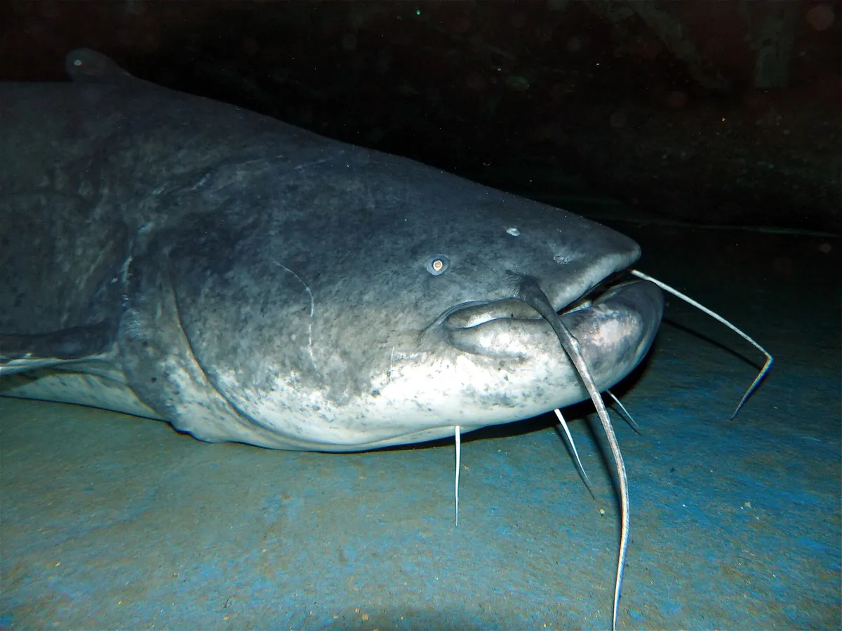 Grand Aquarium de Touraine