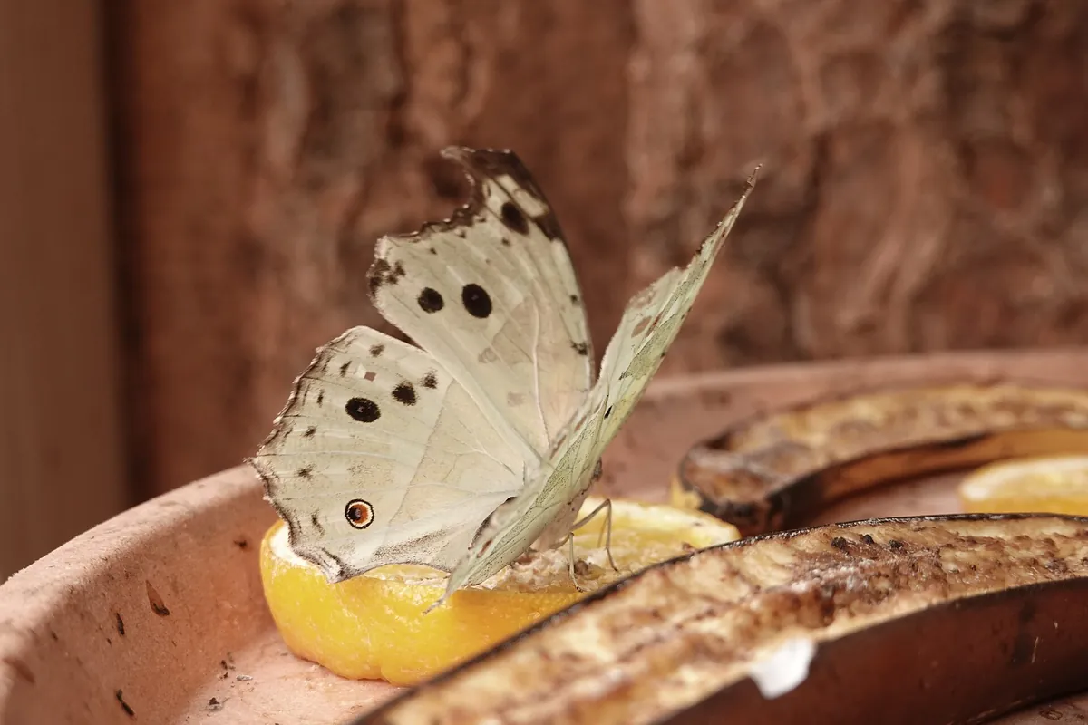 Allgäuer Schmetterling Erlebniswelt