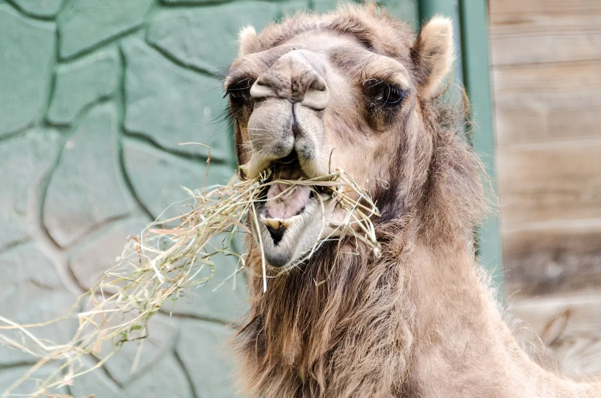 Racine Zoological Gardens