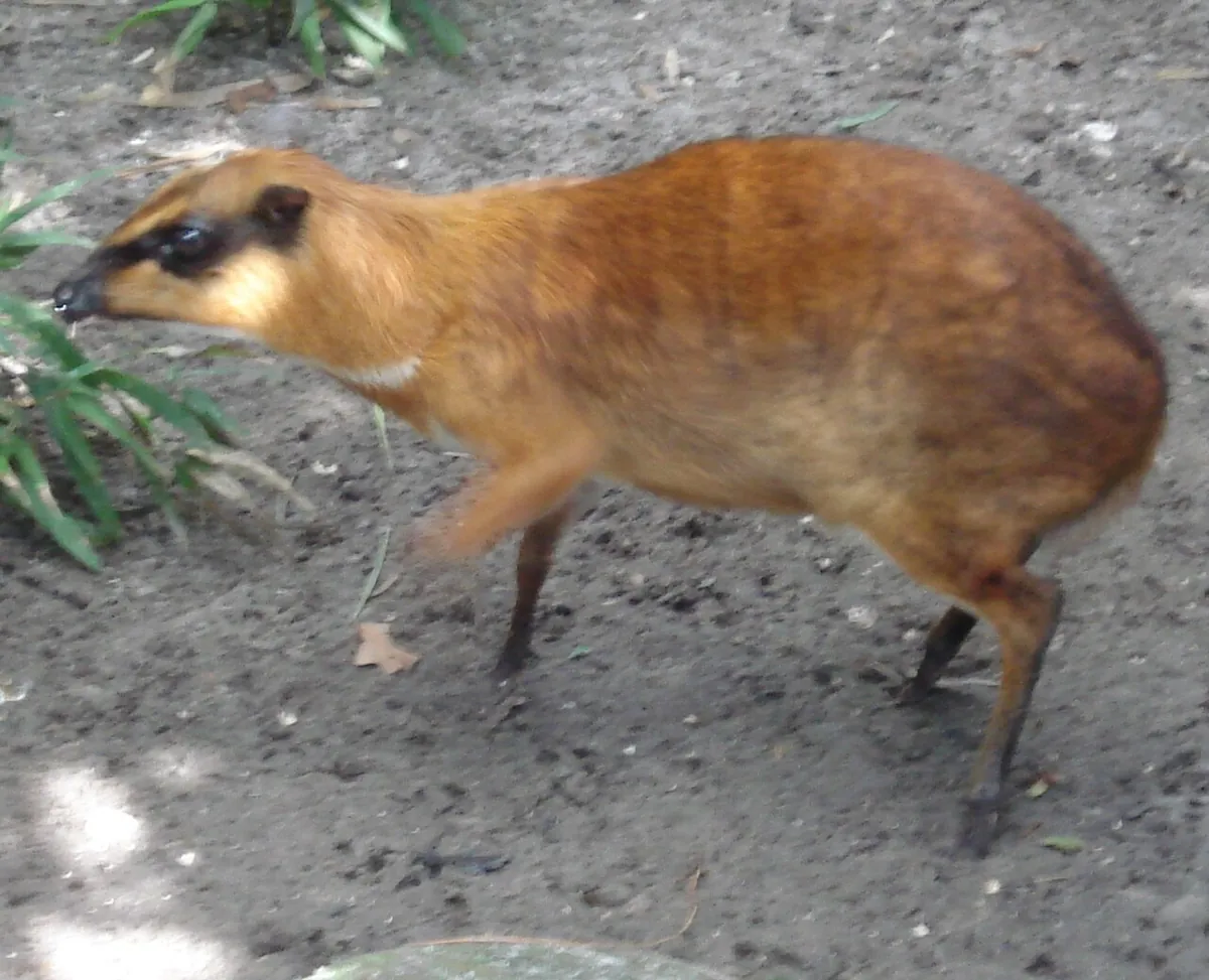 Palm Beach Zoo