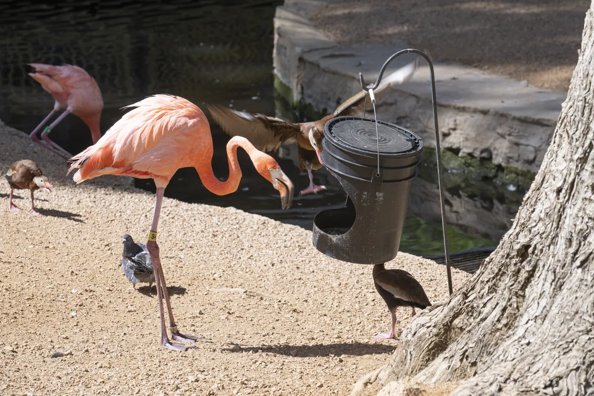 San Antonio Zoological Gardens & Aquarium