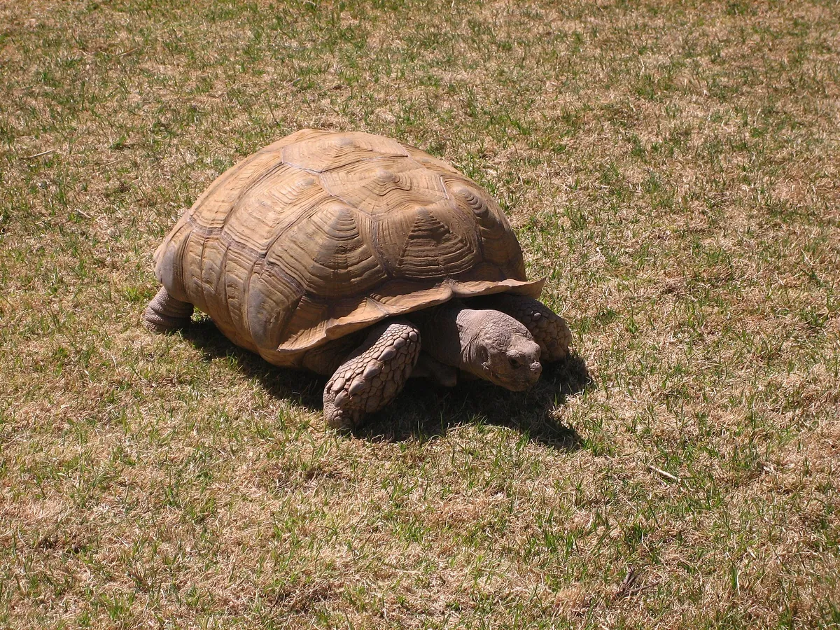 Amarillo Zoo