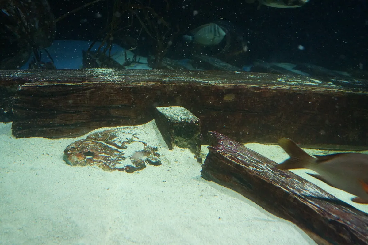 Great Lakes Aquarium