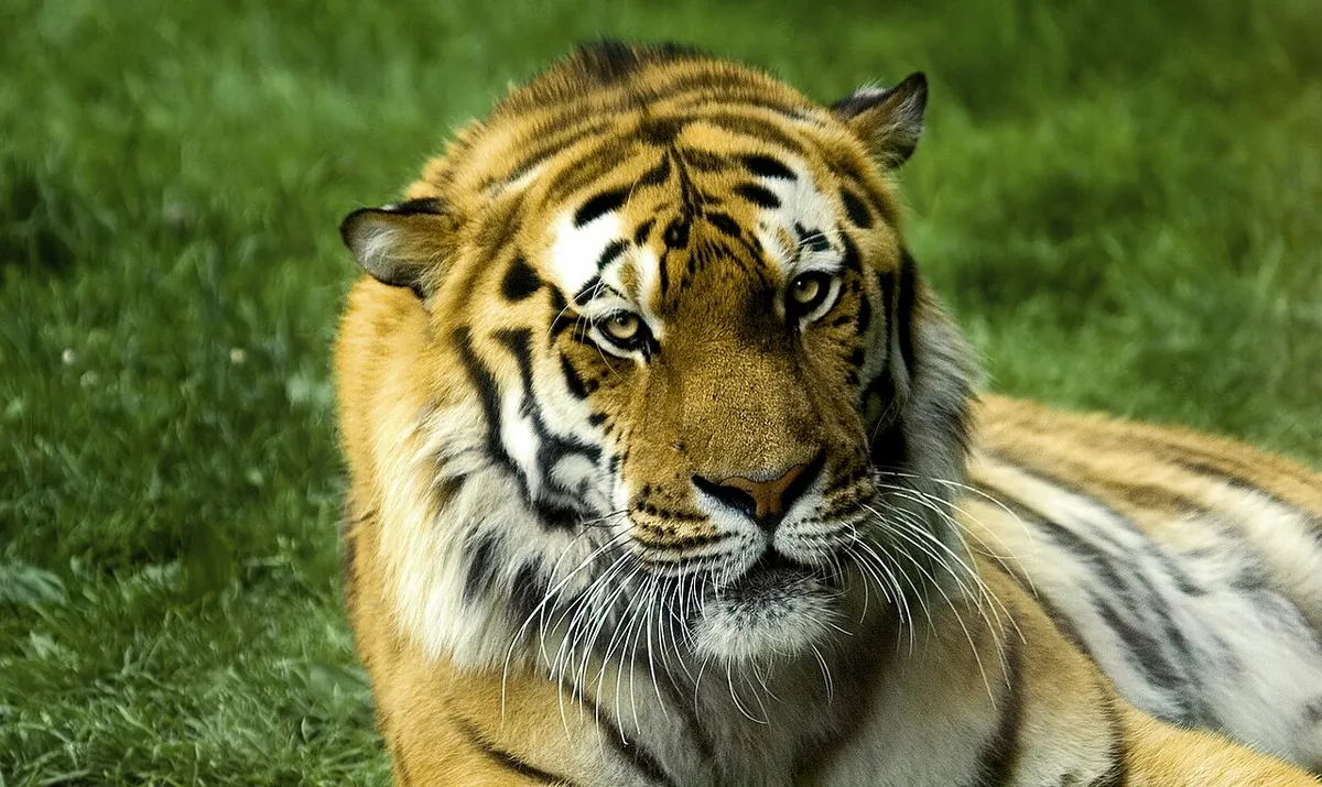 Zoo de Servion