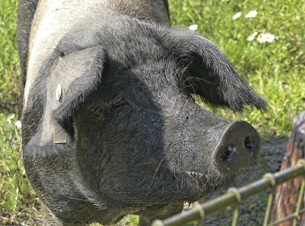Tierpark Arche Warder