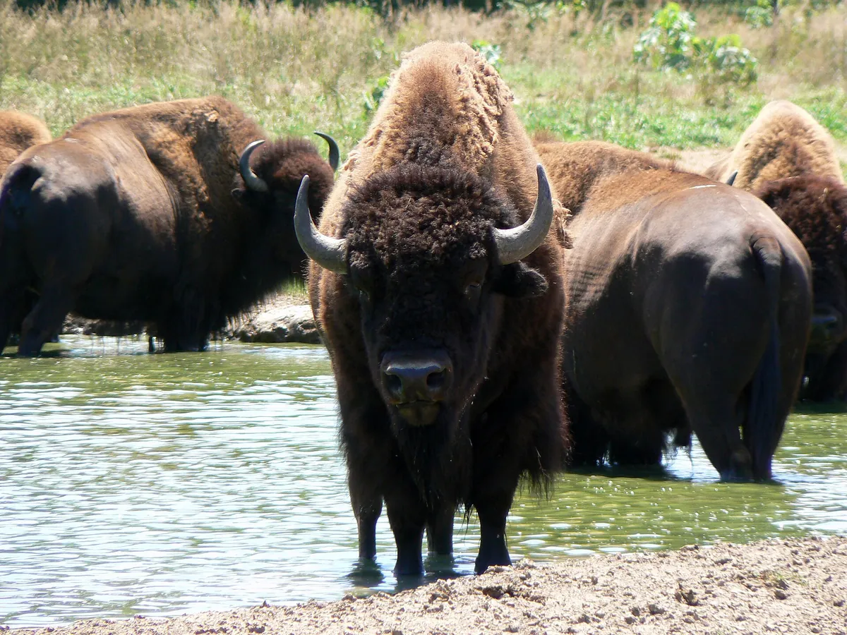 Lee G. Simmons Wildlife Safari Park