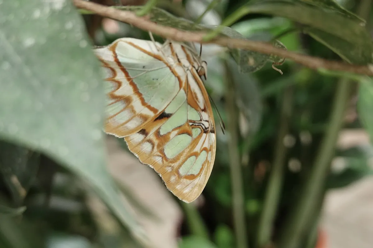 Allgäuer Schmetterling Erlebniswelt