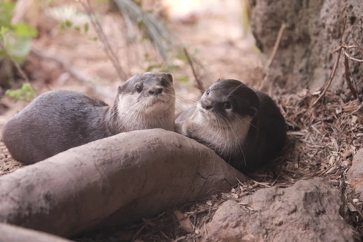 Nanjing Hongshan Forest Zoo
