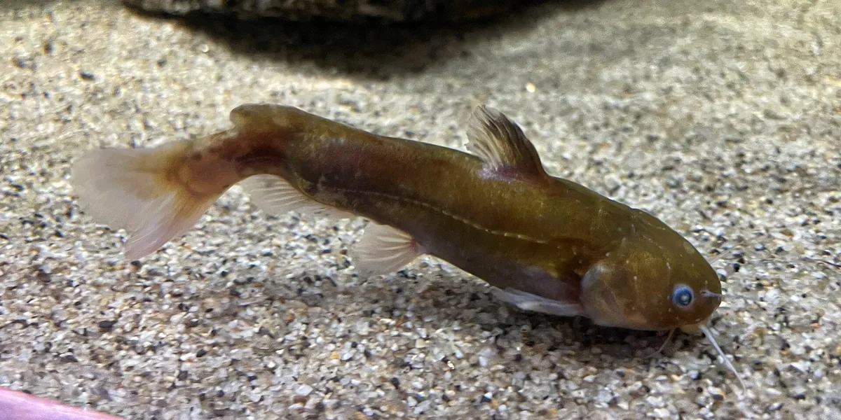 Hekinan Seaside Aquarium