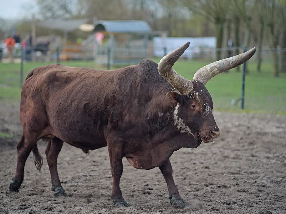 Tierpark Nadermann