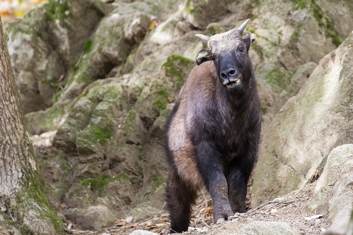 Parc animalier d'Auvergne