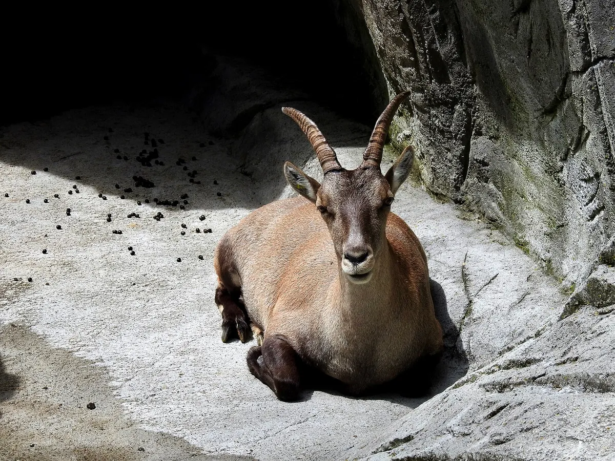 Wildpark Peter und Paul
