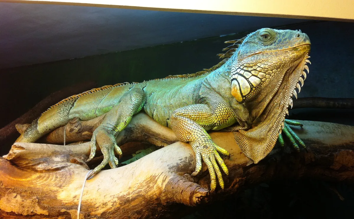 Oslo Reptilpark