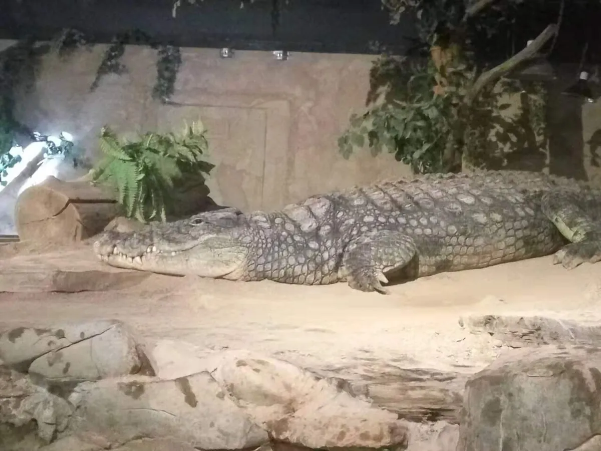 Reptilia