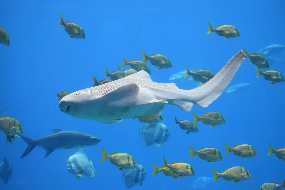 Georgia Aquarium