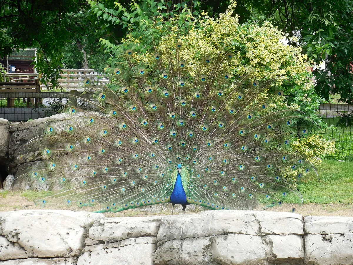Henson Robinson Zoo