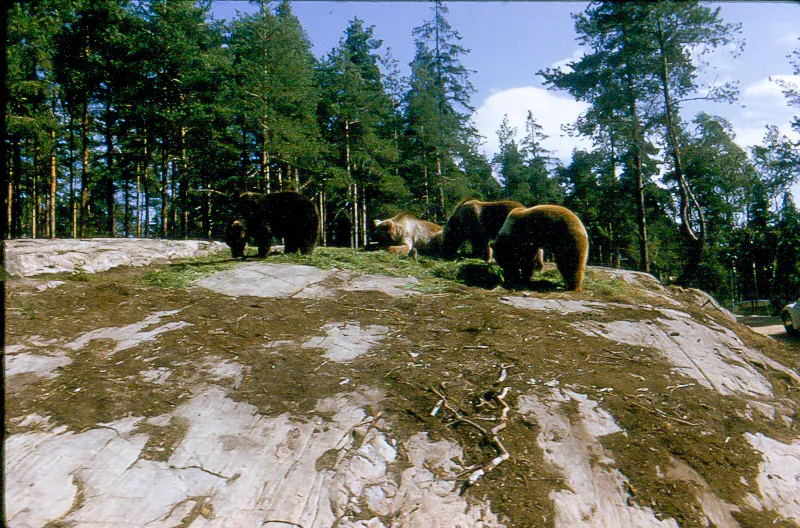 Kolmårdens Djurpark