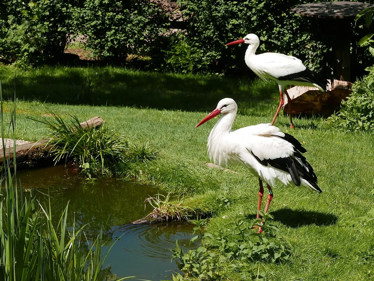 Schwarzwaldzoo Waldkirch