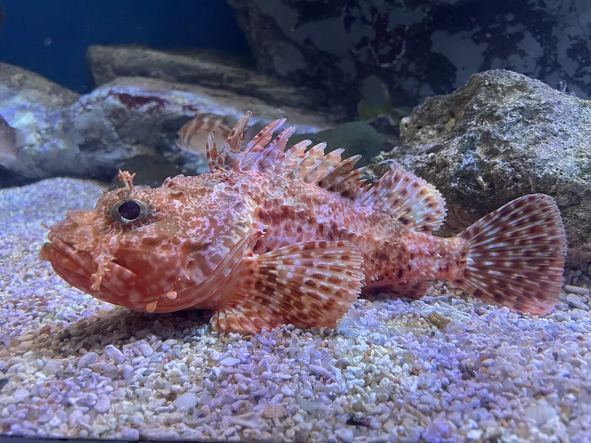 Asamushi Aquarium