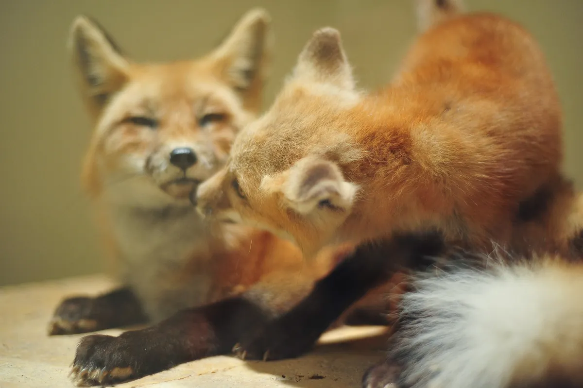 Smithsonian's National Zoo and Conservation Biology Institute