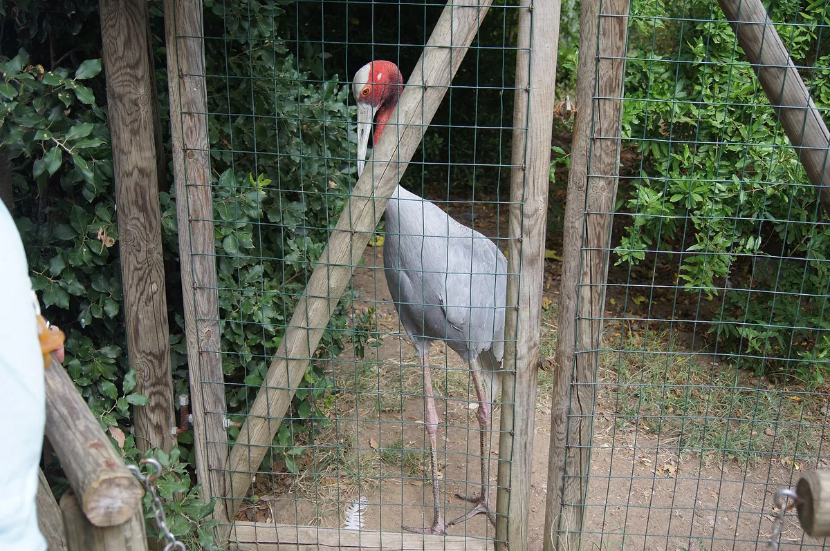 Parco Gallorose