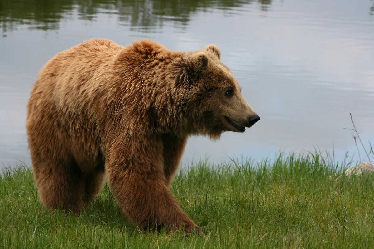 Skandinavisk Dyrepark