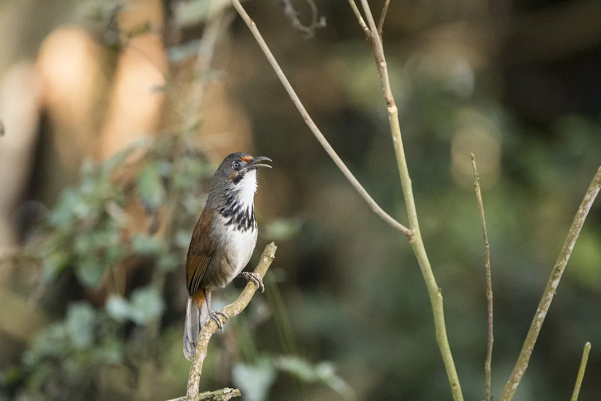 Fonghuanggu Bird and Ecology Park