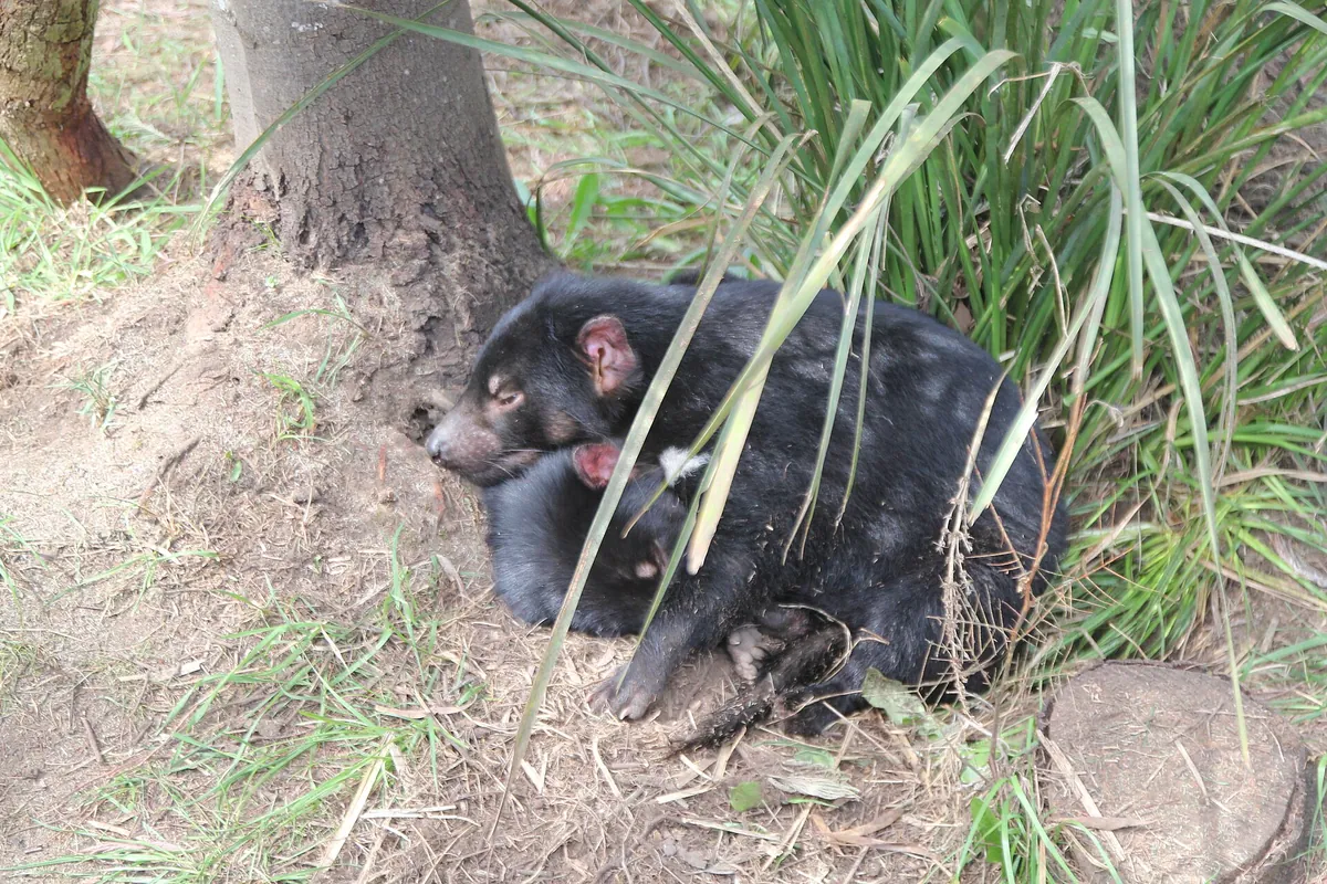 Tasmania Zoo