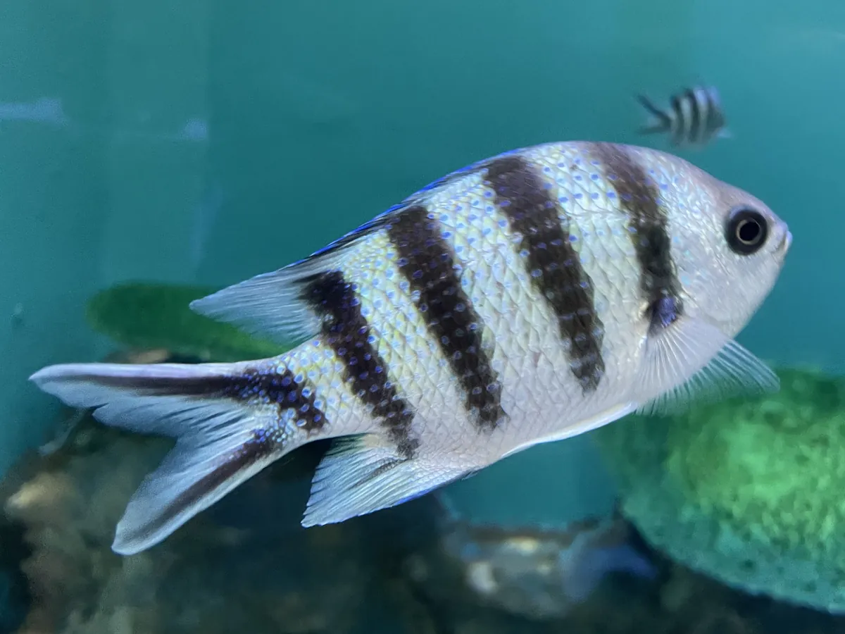 Hekinan Seaside Aquarium