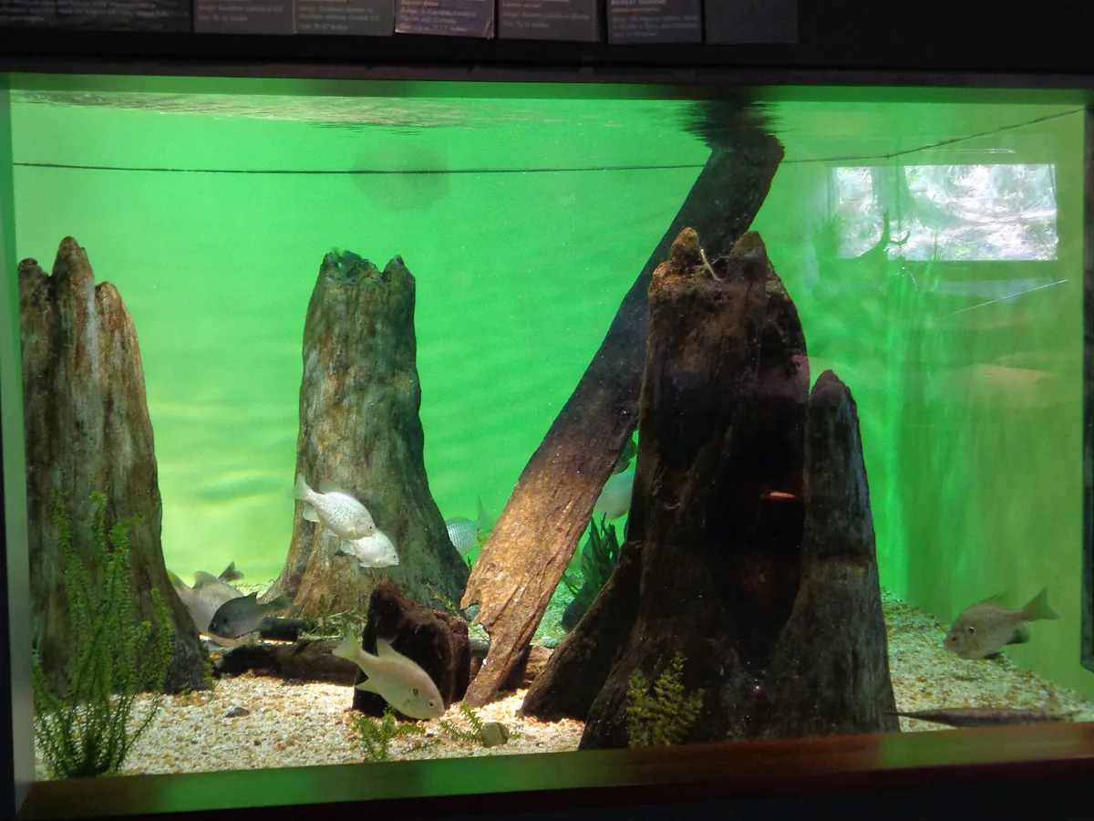 Flint RiverQuarium