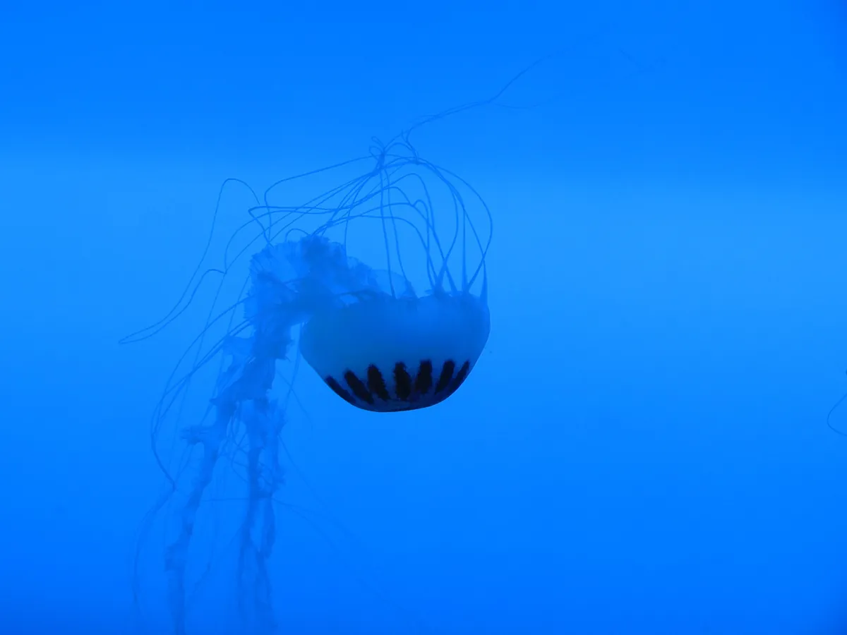 Aquarium of Veracruz