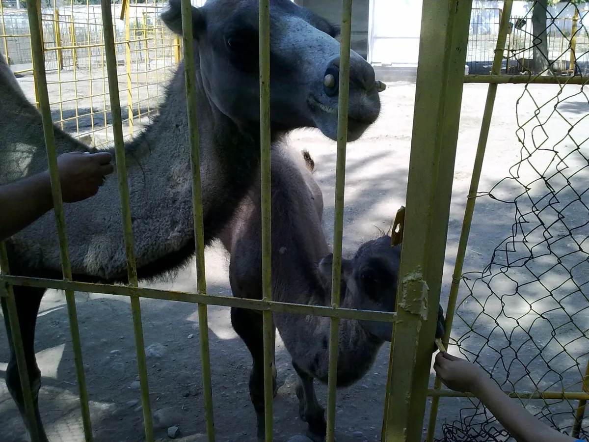 Dushanbe Zoo
