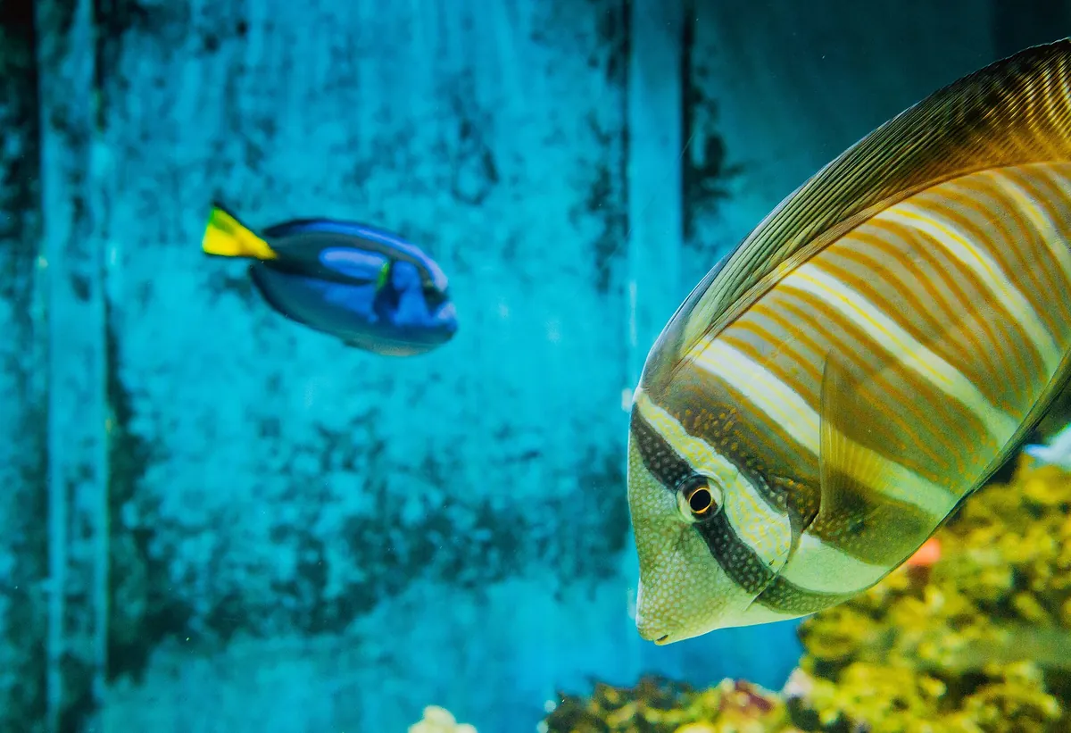 Aquarium Pula