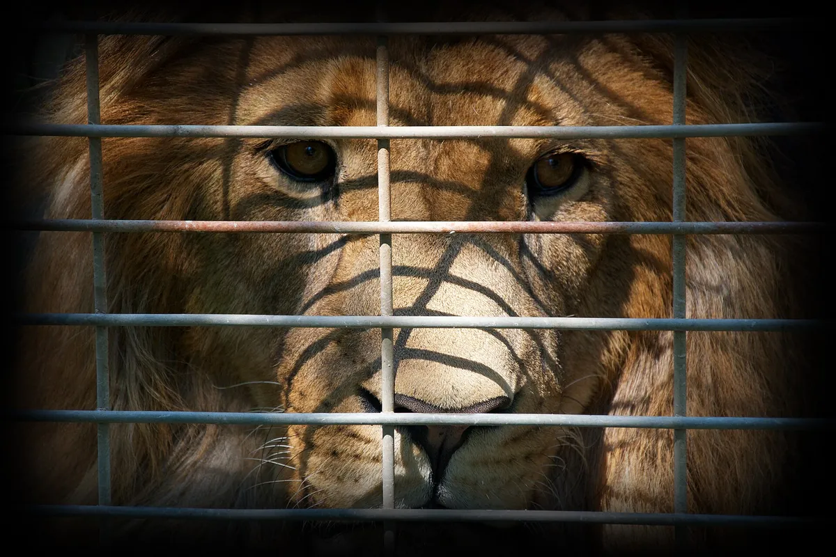 Elmvale Jungle Zoo