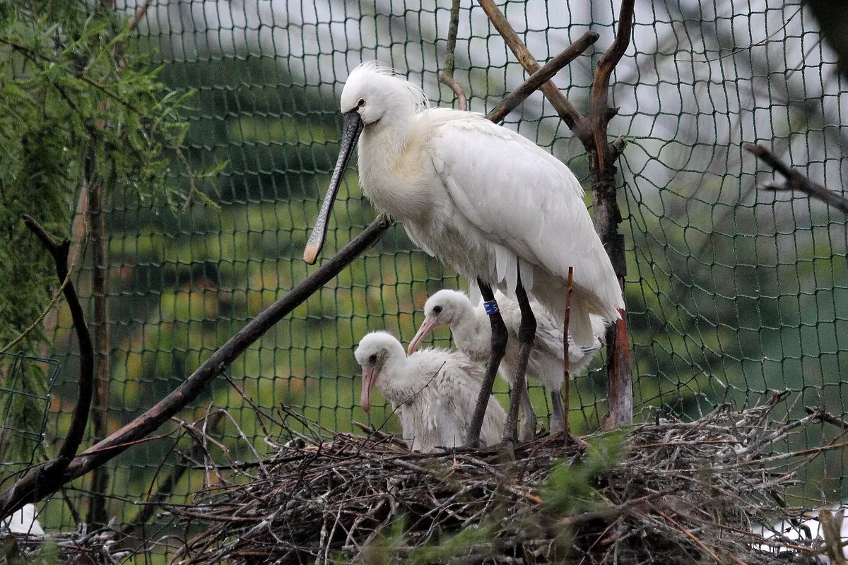 Zoo Hluboká